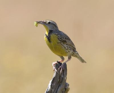 Western Meadowlark