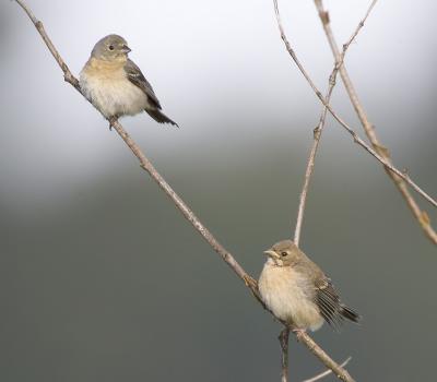 Lazuli Buntings (F left, juv F right)