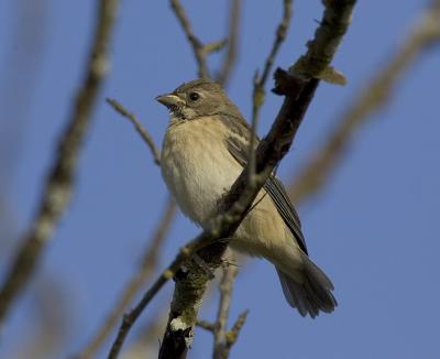 Lazuli Bunting (F )