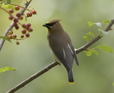 Waxwings