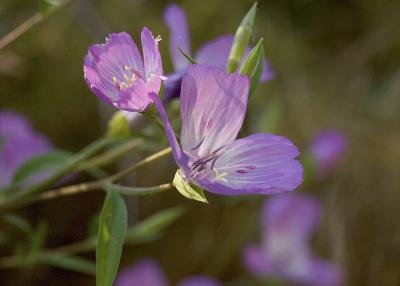 Clarkia amoena v. lindleyi   Farewell-to-spring