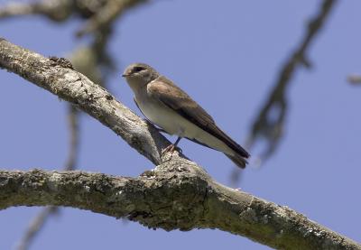 Northern Rough-winged Swallow (Juv)