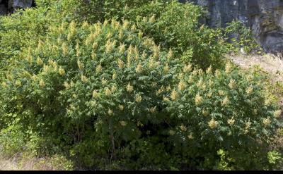 Rhus glabra  Smooth sumac