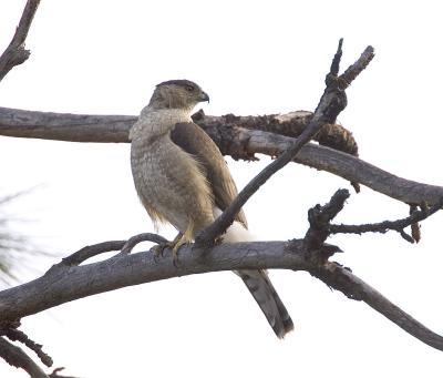 Cooper's Hawk