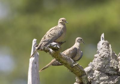 Mourning Doves