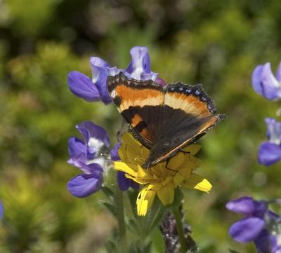 Milbert's tortoiseshell  Nymphalis milberti