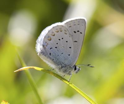 Anna's blue Lycaeides anna fretchini