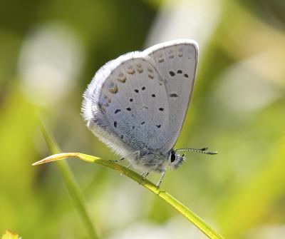 Anna's blue   Lycaeides anna  fretchini