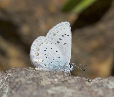 Anna's blue   Lycaeides anna  fretchini