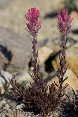 Castilleja parviflora v. orepola  Magenta paintbrush