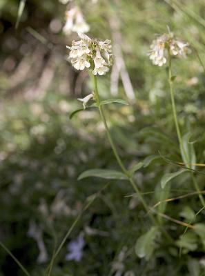 Penstemon procerus (white form) Small flowered penstemon