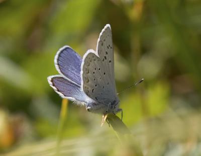 Anna's blue   Lycaeides anna  fretchini