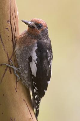 Red-breasted Sapsucker (juv)