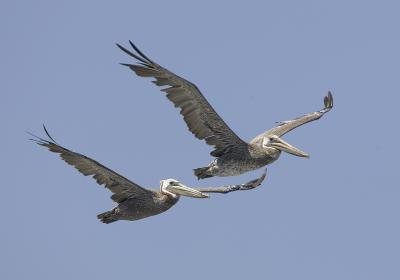 Brown Pelicans