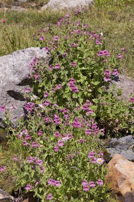 Mimulus lewisii  Lewis' monkeyflower