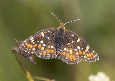 Field Crescent Phyciodes pulchellus owimba