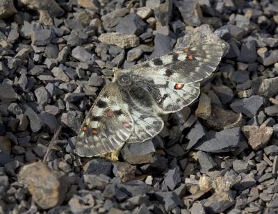 Mountain Parnassian Parnassius smintheus olympiannus