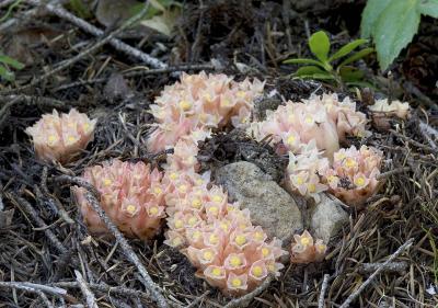 Hemitomes congestum  Gnome plant