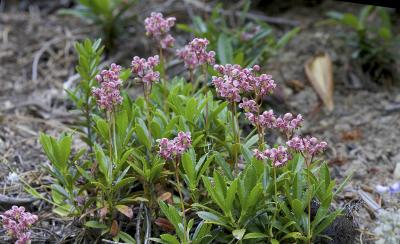 Chimaphila umbellata  Prince's pine