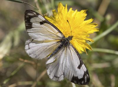 Pine White  Neophasia menapia