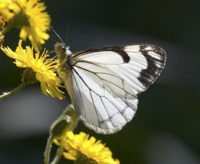 Pine White  Neophasia menapia