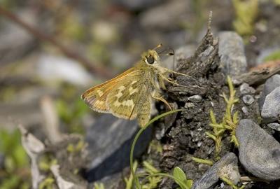 Common branded skipper  Hespera comma bulburti