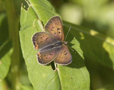 Purplish copper Lycaena helloides
