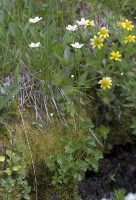 Parnassia fimbriata  Grass of Parnassus