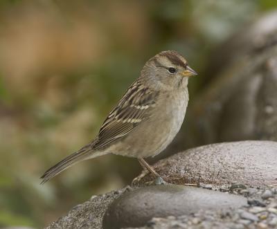 White-crowned Sparrow (1st winter)