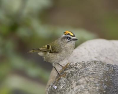 Golden-crowned kinglet (M)