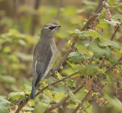 Waxwings