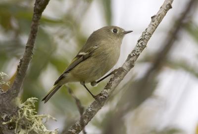 Ruby-crowned Kinglet