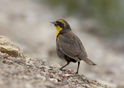 Yellow-headed Blackbird (F)