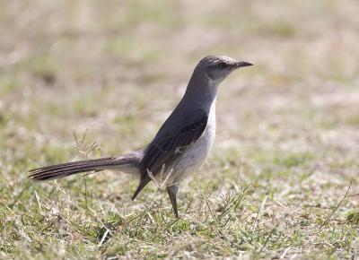 Northern Mockingbird