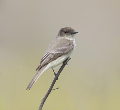 Eastern Phoebe