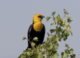 Yellow-headed Blackbird (M)