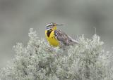 Western Meadowlark