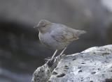 American Dipper