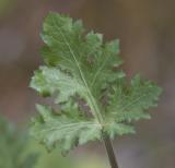 Sanicula crassicaulis v. tripartita    Pacific blacksnakeroot