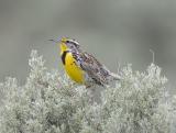 Western Meadowlark (M)