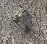 Purple Martin (F)