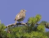 Oregon Vesper Sparrow