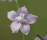 Delphinium nuttallii  Nuttalls larkspur