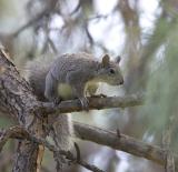 Western gray squirrel