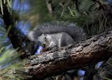 Western gray squirrel