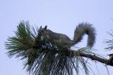 Western gray squirrel
