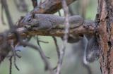 Western gray squirrel