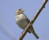 Oregon Vesper Sparrow (M)