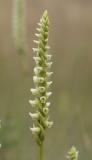 Spiranthes romanzoffiana   Hooded ladies tresses