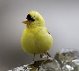 American Goldfinch (M)